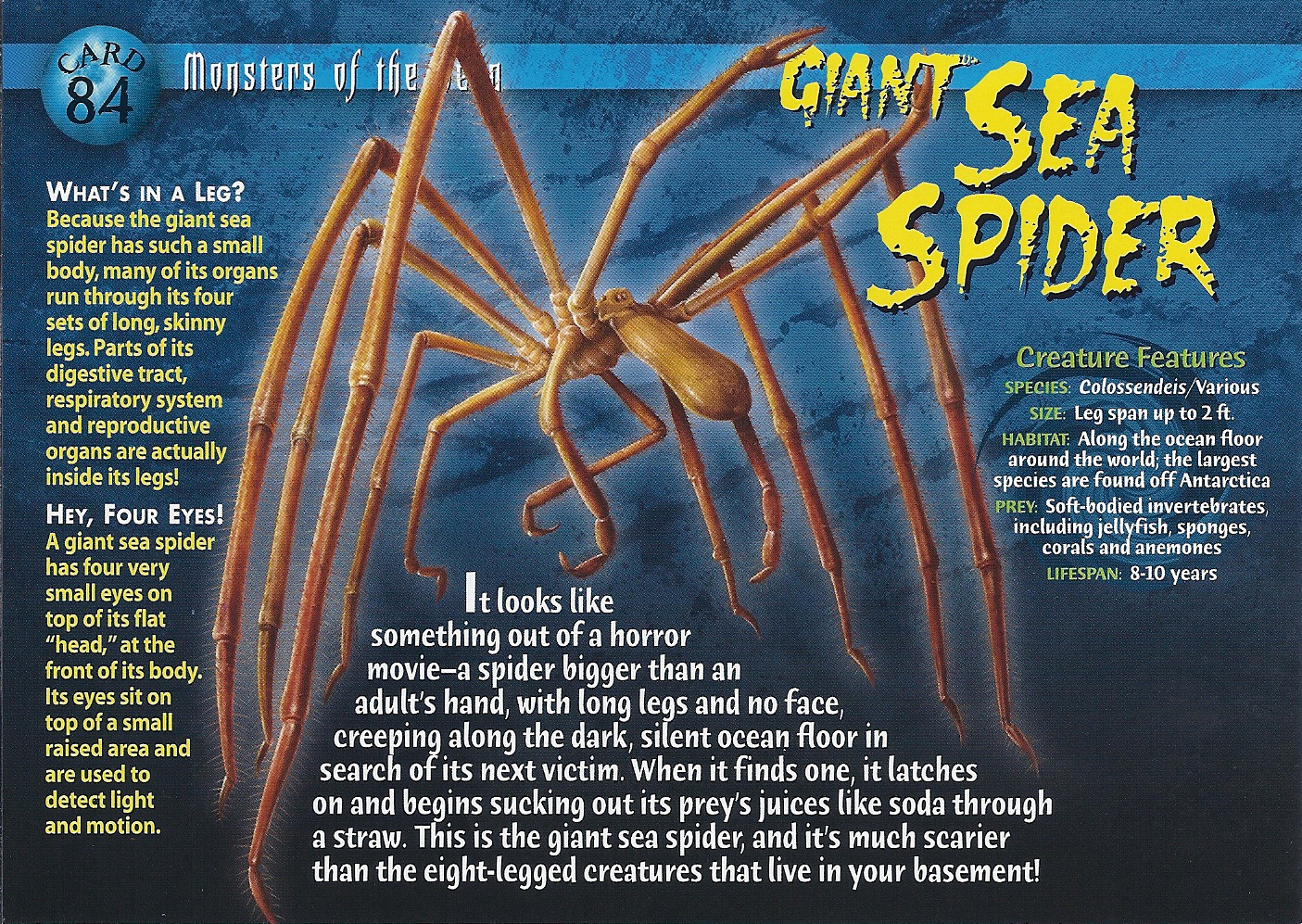https://static.wikia.nocookie.net/wierdnwildcreatures/images/0/06/Giant_Sea_Spider_front.jpg/revision/latest?cb=20130912020618