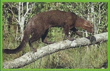 Jaguarundi Back Image