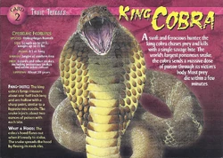 King Cobra front