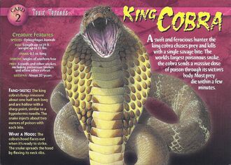 King Cobra front