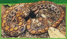 Rainbow Boa Back Image