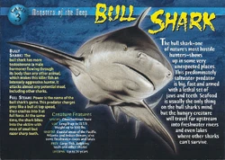Bull Shark front