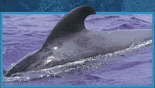 Fin Whale Back Image
