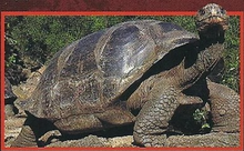 Colossochelys Back Image