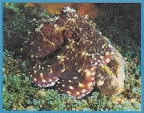 Giant Octopus 2