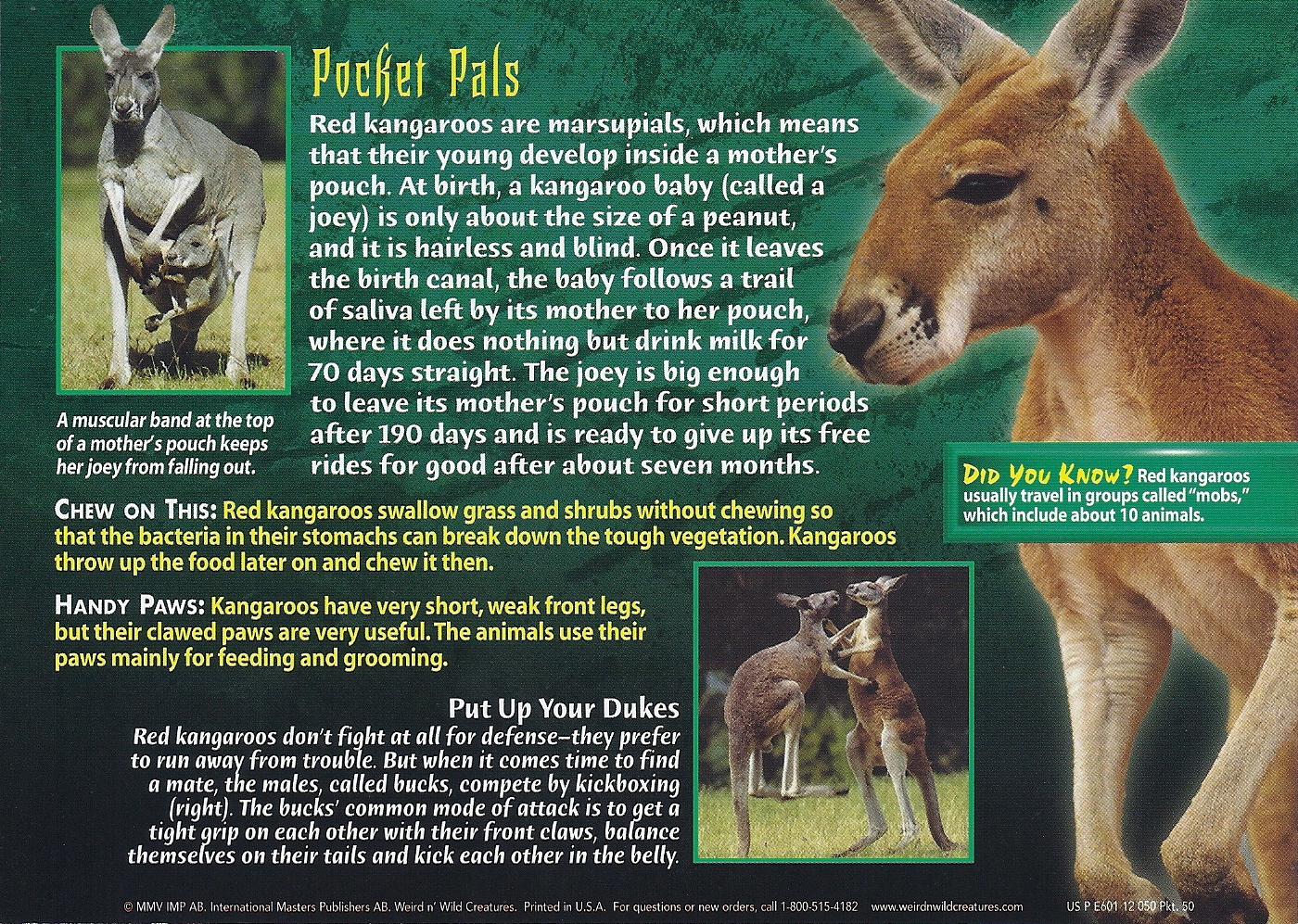 Red Kangaroo | Weird n' Wild Creatures Wiki | Fandom