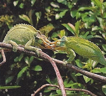 Jackson's Chameleon Back Image.png