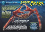 Spider Crabs front.jpg (1.33 MB) Spider Crabs