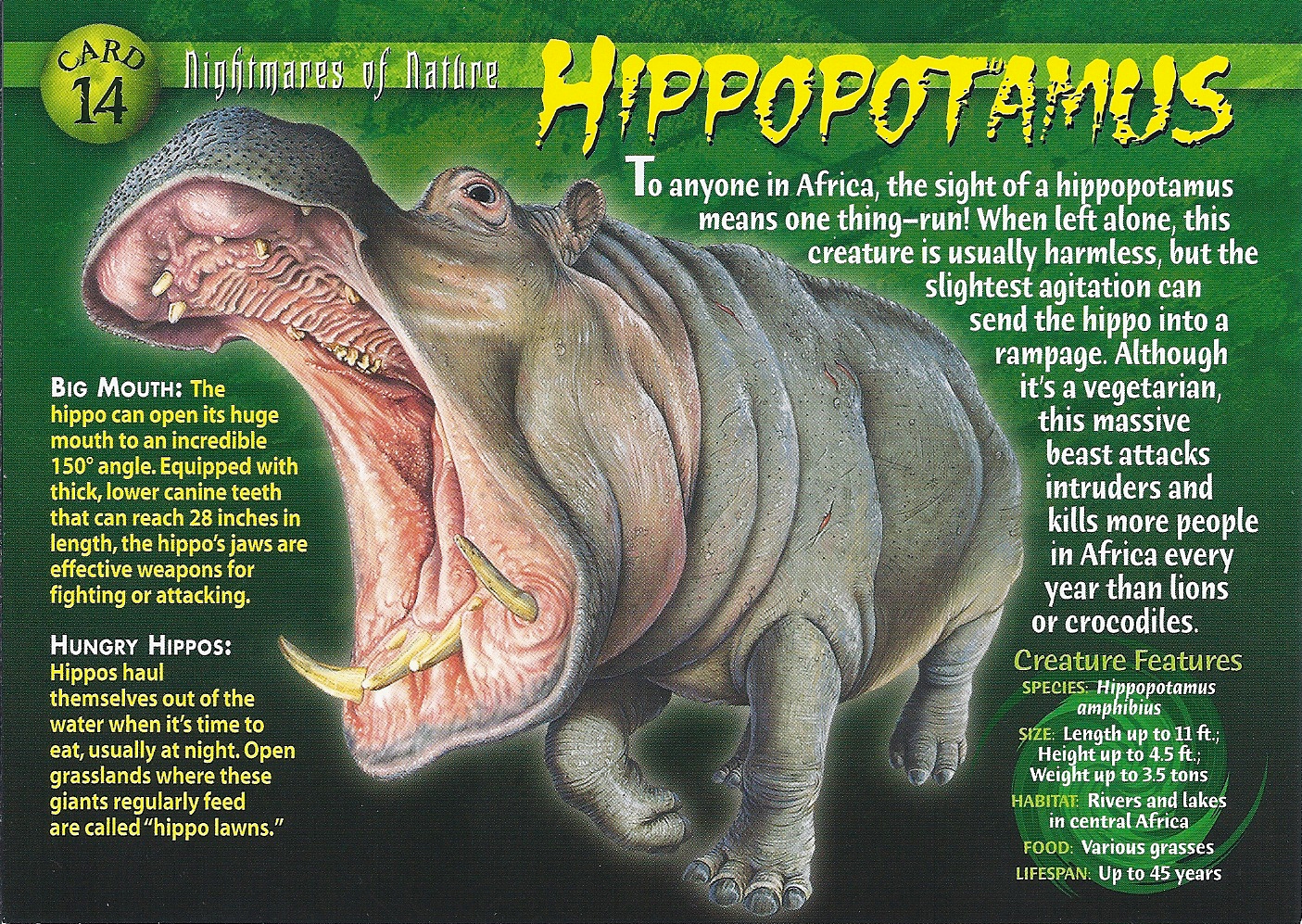 Hippopotamus | Weird n' Wild Creatures Wiki | Fandom