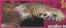 Australian Copperhead Back Image