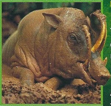 Babirusa Back Image