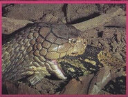 King cobra 3.jpg