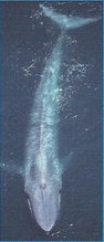 Blue Whale Back Image