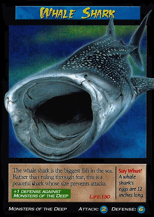 A Whale of a Shark - NWF