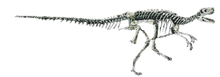 Herrerasaurus Back Image 2