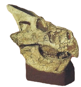 Protoceratops Back Image