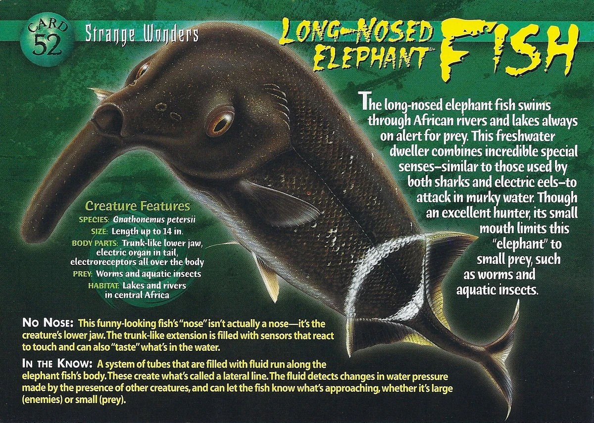 LongNosed Elephant Fish Weird n' Wild Creatures Wiki Fandom