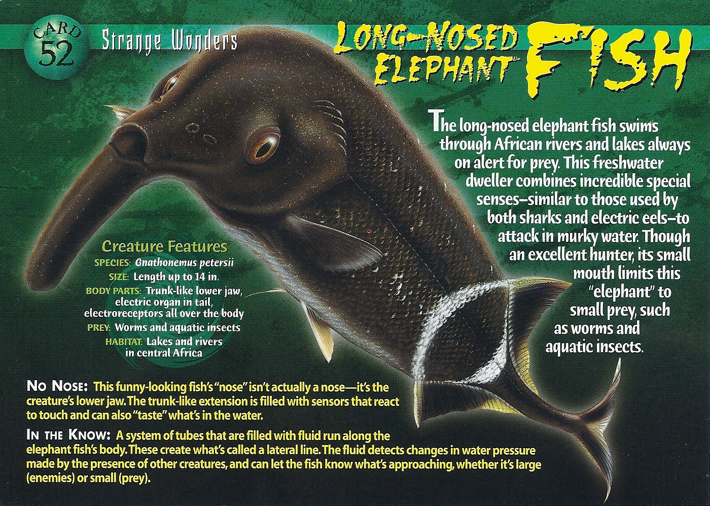 Long-Nosed Elephant Fish, Weird n' Wild Creatures Wiki
