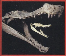 Sarcosuchus Back Image
