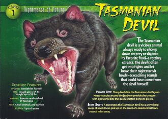 Tasmanian Devil front