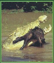 Saltwater Crocodile 1