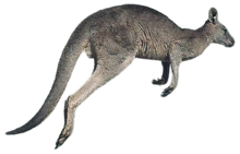 Eastern Gray Kangaroo Back Image