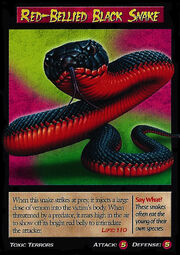 Red-Bellied Black Snake