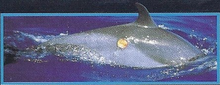 Cookie-Cutter Shark Back Image