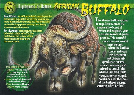 African Buffalo front