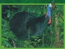 Cassowary Back Image 1