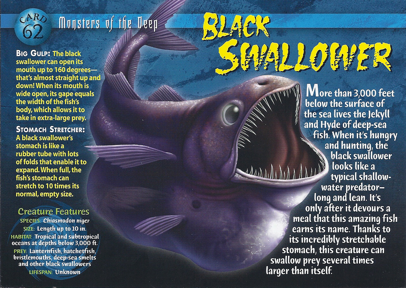 Black cheap swallower fish