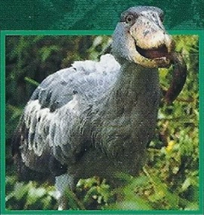 Shoebill | Weird n' Wild Creatures Wiki | Fandom