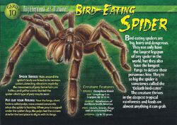 Bird-Eating Spider front