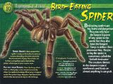 Bird-Eating Spider