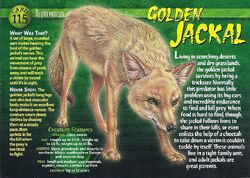 Golden Jackal front