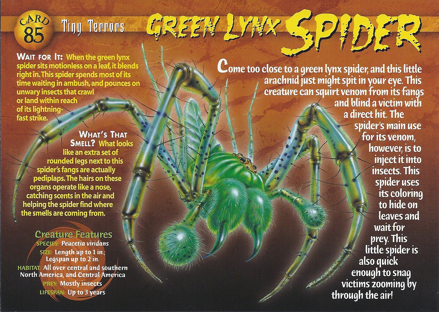 Green Lynx Spider, Weird n' Wild Creatures Wiki