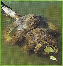 Green Anaconda Back Image