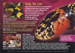 Coral Snake back