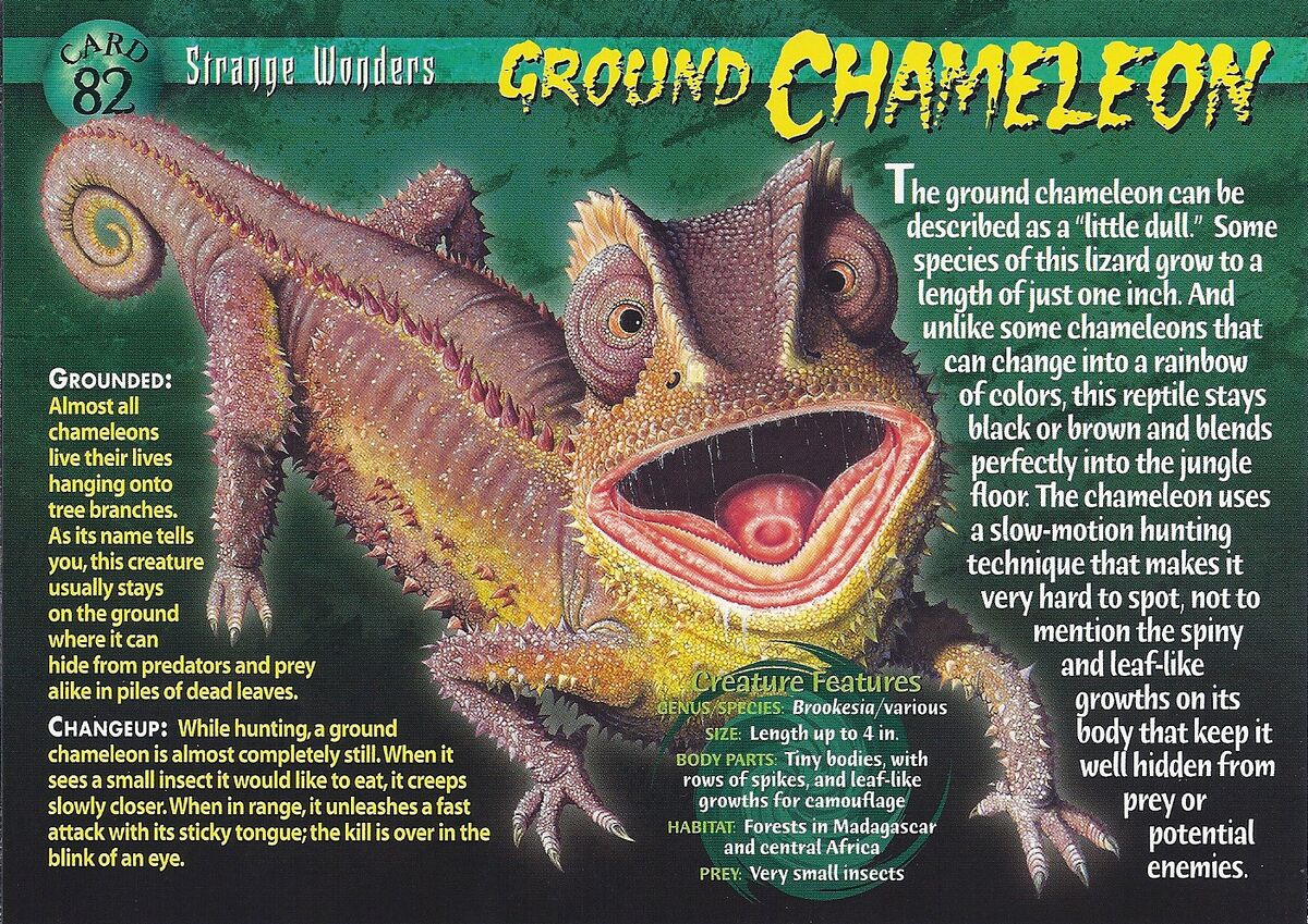 Ground Chameleon | Weird n' Wild Creatures Wiki | Fandom
