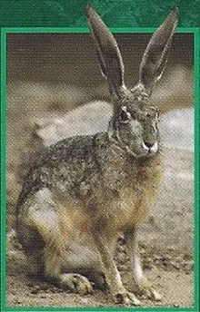 Black-Tailed Jackrabbit | Weird n' Wild Creatures Wiki | Fandom