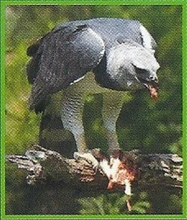 Harpy Eagle Back Image