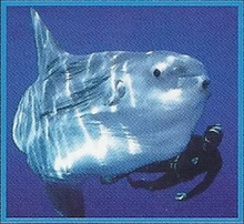 Ocean Sunfish Back Image