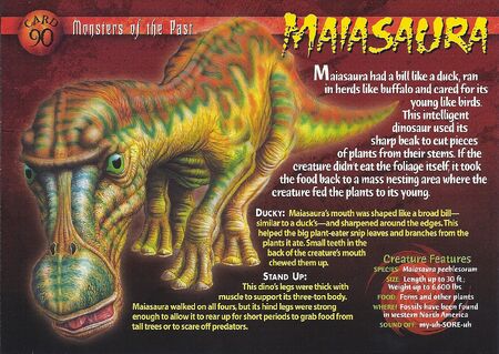 Maiasaura front