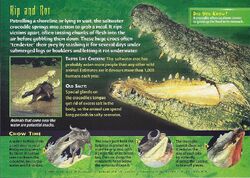 Saltwater Crocodile back