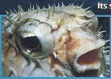 Porcupine Fish Back Image