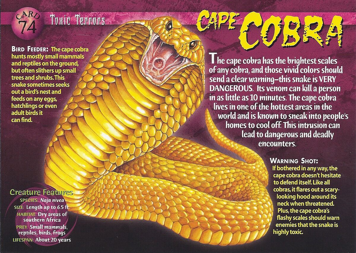 Cape Cobra Weird N Wild Creatures Wiki Fandom
