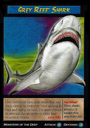 Grey Reef Shark.jpg