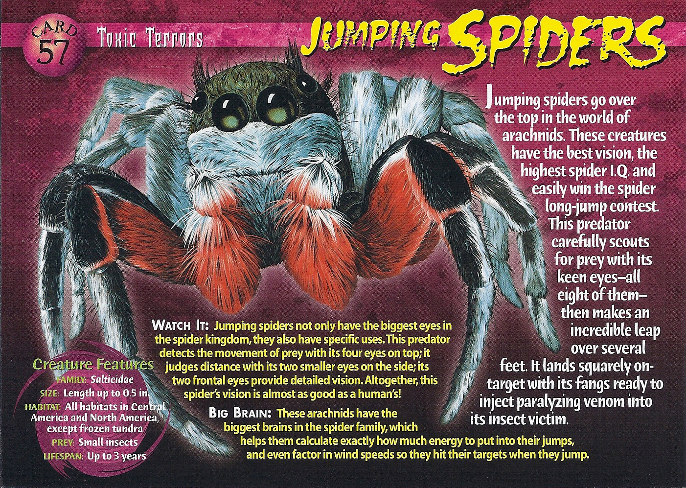 Jumping Spiders - Nature's Way Pest Control