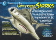 Hammerhead Sharks front.jpg (1.39 MB) Hammerhead Sharks
