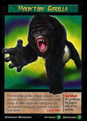 Mountain Gorilla